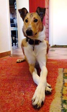 Teenager-Hund, das war einmal...
